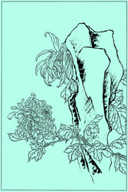 菊花线描 菊花白描 菊花素描