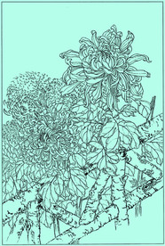 菊花线描 菊花白描 菊花素描