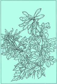 菊花线描 菊花白描 菊花素描
