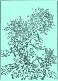 菊花线描 菊花白描 菊花素描