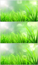 绿色光斑小草背景视频