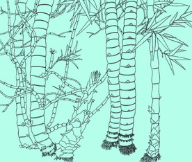 竹子线描 竹子白描 竹子素描