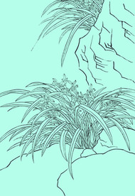 兰花线描 兰花白描 兰花素描