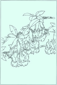 曼陀罗线描 曼陀罗白描 曼陀罗