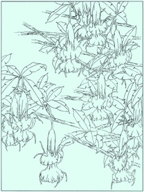 曼陀罗线描 曼陀罗白描 曼陀罗