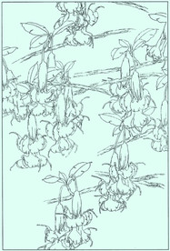 曼陀罗线描 曼陀罗白描 曼陀罗