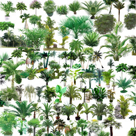 后期绿化植物素材