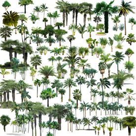 园林风景树分层图