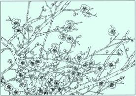 梅花线描 梅花白描 梅花素描