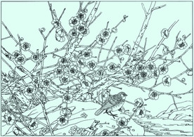 梅花线描 梅花白描 梅花素描