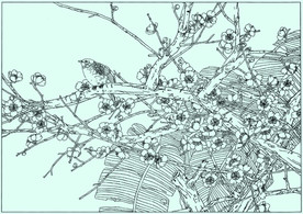 梅花线描 梅花白描 梅花素描