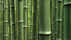 竹林听风 竹子实拍+后期制作