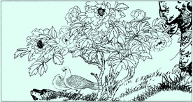 牡丹花线描 牡丹花白描 牡丹花