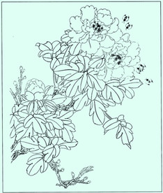 牡丹花线描 牡丹花白描 牡丹花
