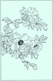 牡丹花线描 牡丹花白描 牡丹花