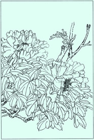 牡丹花线描 牡丹花白描 牡丹花