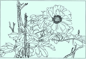 牡丹花线描 牡丹花白描 牡丹花