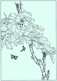 牡丹花线描 牡丹花白描 牡丹花
