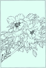 牡丹花线描 牡丹花白描 牡丹花