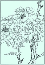 牡丹花线描 牡丹花白描 牡丹花