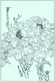 牡丹花线描 牡丹花白描 牡丹花