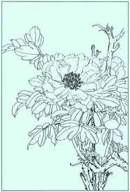 牡丹花线描 牡丹花白描 牡丹花