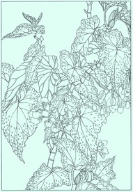 秋海棠线描 秋海棠白描 秋海棠