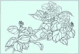 朱瑾线描 朱瑾白描 朱瑾素描