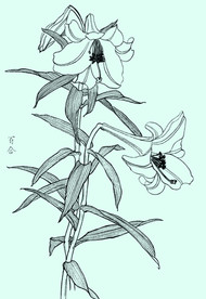 百合线描 百合白描 百合素描