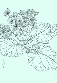 瓜叶菊线描 瓜叶菊白描 瓜叶菊