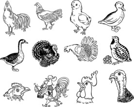 手绘鸡类家禽