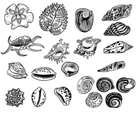 手绘鱼贝类海洋生物