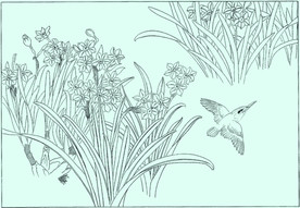 水仙线描 水仙白描 水仙素描