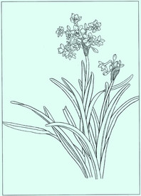 水仙线描 水仙白描 水仙素描