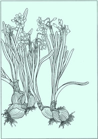 水仙线描 水仙白描 水仙素描