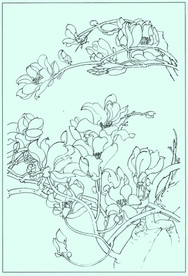 玉兰线描 玉兰白描 玉兰素描