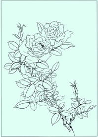 月季线描 月季白描 月季素描