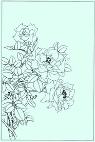 月季线描 月季白描 月季素描