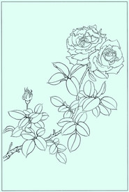 月季线描 月季白描 月季素描