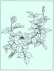 月季线描 月季白描 月季素描