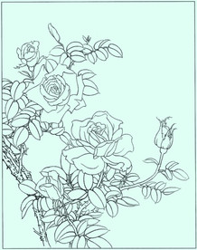 月季线描 月季白描 月季素描