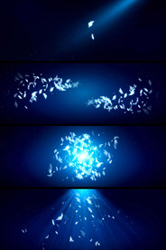 轻盈羽毛飘逸特效视频素材