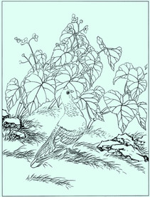 鸽子线描 鸽子白描 鸽子素描
