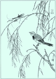 黄山雀线描 黄山雀白描 黄山雀