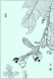 灰扇尾鹟线描 灰扇尾鹟白描