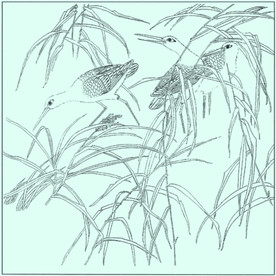 涉禽线描 涉禽白描 涉禽素描