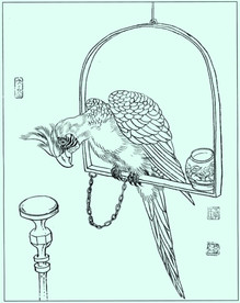 鹦鹉 线描 白描 素描 素材