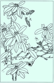花鸟线描 花鸟白描 花鸟素描