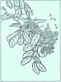 花鸟线描 花鸟白描 花鸟素描