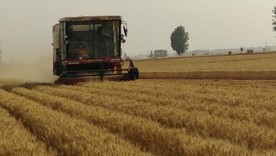 小麦收割视频素材